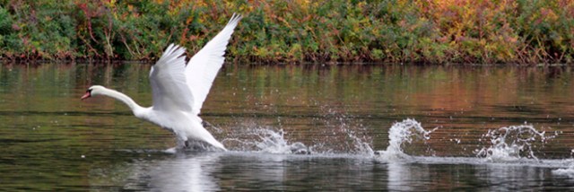 takeoff Copyright Jeffrey Foltice